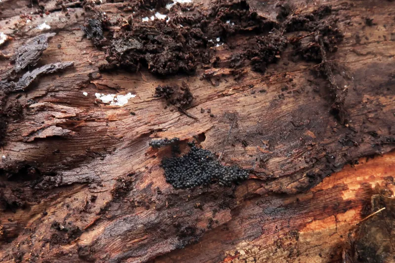 Badhamia affinis 1 - IMG_8465